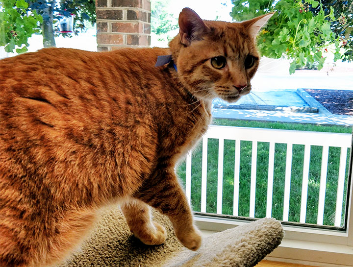 $City pet boarding