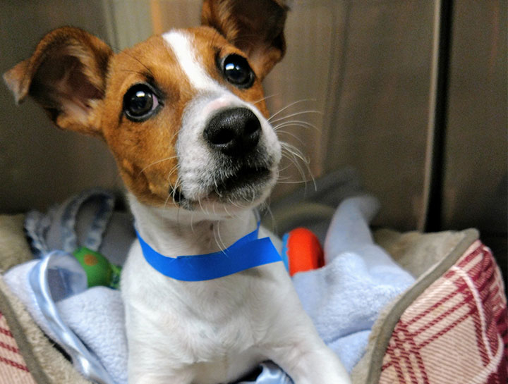 Emergency Pet Care